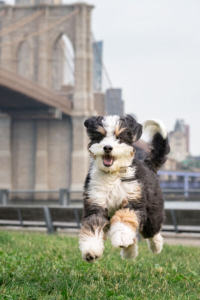 ニューヨークでファミリーフォト/ブルックリンブリッジパークを走るワンコ。