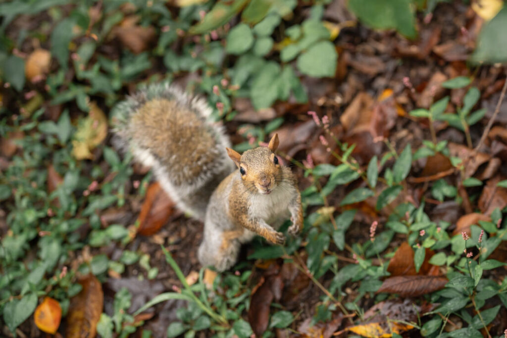 ニューヨークでファミリーフォト/セントラルパークのリス。