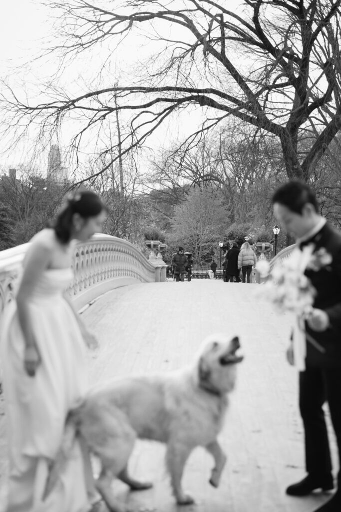 ニューヨークの前撮り|ウェディングフォト/ワンコがお二人にご挨拶。